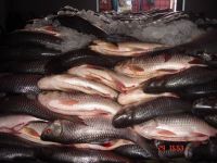 Cheap Freshwater fishes / Rahu, Rahu, Katla, Mirigal, Koi, Tilapia, Basa Fillet, 1 to 5 kg size etc