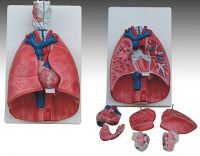Sell  Larynx, heart and lung model