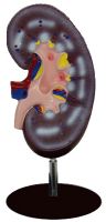 Sell Kidney model (1 part)