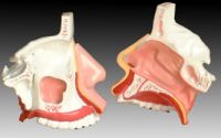 Sell Model of the anatomy nasal cavity
