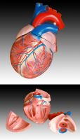 Sell  Jumbo heart model