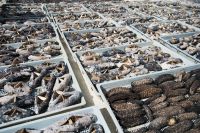 High Quality Dried Sea Cucumber