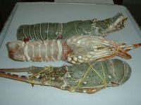 Frozen  Lobster Whole Round