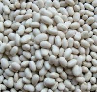 High quality White Kidney Beans  for sale