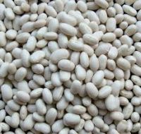 WHITE KIDNEY BEANS FOR SALE best quality for export now !!