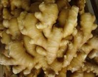 High Quality Fresh Ginger And Garlic for sale and export