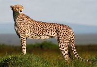 cheetah for sales big cats available