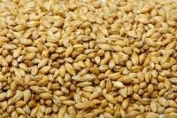 Pure Feed Barley For Animal Feed and Hulled Barley / Human Consumption