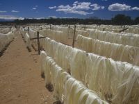 Natural White Sisal Fiber