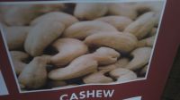 Cashew nut