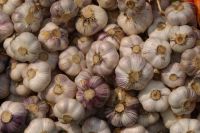 garlic