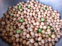 pigeon pea