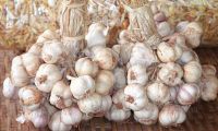 Fresh Normal White Garlic / Red Galic in 10kg/Carton with Different Size -Hot Sale