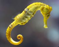 Sea Horse