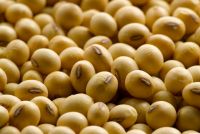 SOYA BEAN