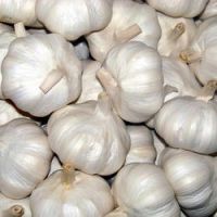 fresh garlic