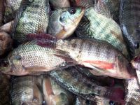 Tilapia Fillets