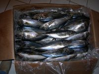 Sardine fish