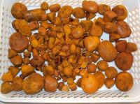 Ox Gallstone for sale