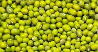 Green Mung Beans