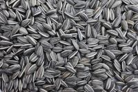 Sunflower seeds