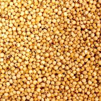 Sorghum for sale