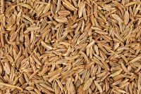 cumin seed