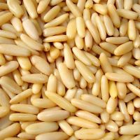 Pine Nut