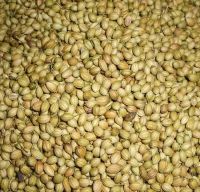 coriander seeds