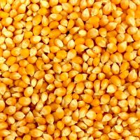 YELLOW MAIZE- NON GMO