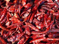 Dry Red Chili  pepper