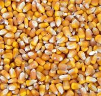 Sell Yellow Corn for Animal Feed