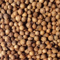 Coriander seeds