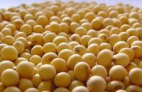 Certified Organic Low Grade Cheap Soybeans For Sale