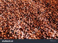 ROASTED ROBUSTA COFFEE BEANS