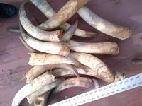 Natural White Cow Horns