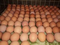 Quality Fresh Chicken Eggs at Low Prices