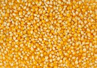 quality NON GMO Yellow and White Corn for Animal and Human Consumption