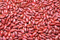 good price dark red kidney beans for sale with cheap price