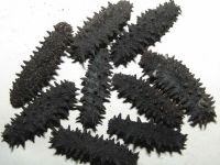 Dried Sea Cucumber