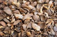 Good Quality Palm Kernel Shell for sale