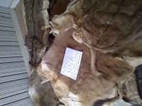 Best Grade Wet Salted Donkey hides / Wet salted Donkey / Cow Skin / Dry salted Cow hides