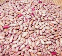 Light speckled kidney beans, red, black, white, cow pea beans, florida, peas, pulses, lentils, seeds