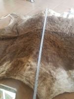 PURE 100% DRY SALTED DONKEY HIDES / WET SALTED