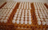 Broiler Chicken Eggs