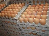 Fresh Brown Table Eggs Chicken Eggs In Bulk