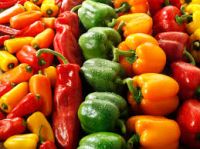 fresh bell pepper india/good quality capsicum/farm fresh red, yellow, red capsicum