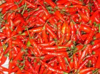 IQF/frozen red chilli chopped , fresh red chilli pepper