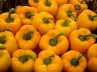 New crop fresh Yellow capsicum