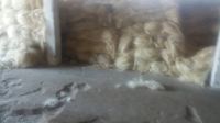 UG Grade Sisal Fiber /Sisal Fibre for Gypsum